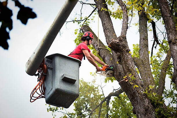 Best Tree Removal for Businesses  in USA